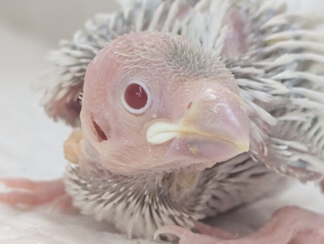 ギンギラシルバーの赤目さん～✨ シルバーイノ文鳥🐣