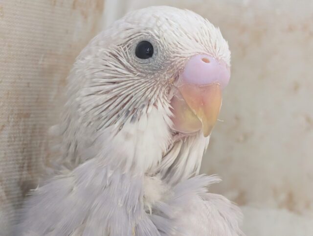 まさに圧倒的色合い～👑 セキセイインコ(ライラック)