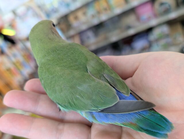 コザクラインコ（小桜インコ）