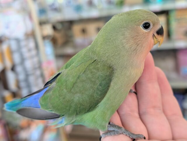 コザクラインコ（小桜インコ）