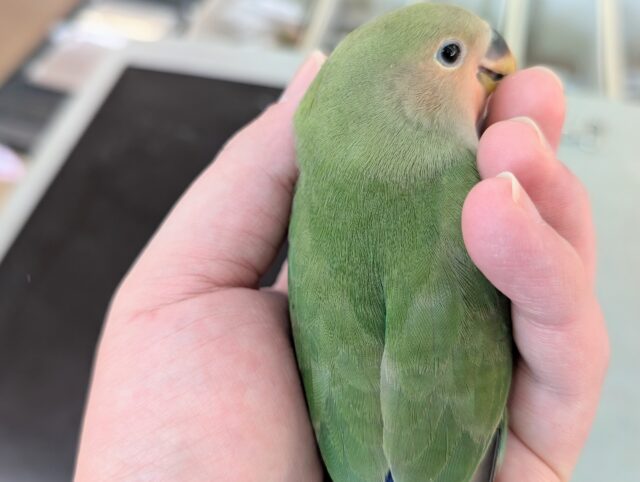 コザクラインコ（小桜インコ）