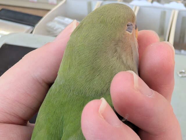 コザクラインコ（小桜インコ）