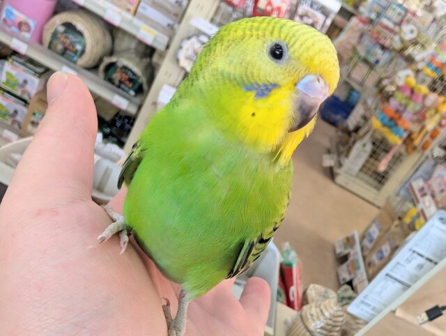 🌟最新画像🌟 グリーンのやんちゃな子～🍈 セキセイインコ(グリーンオパーリン)