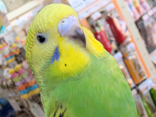 セキセイインコ