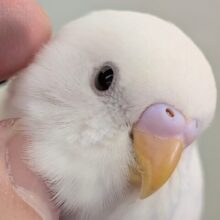 🌟最新画像🌟 真っ白かわいい～❄️ セキセイインコ(白ダブルファクター)