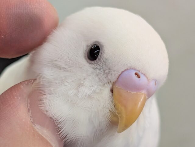 🌟最新画像🌟 真っ白かわいい～❄️ セキセイインコ(白ダブルファクター)