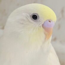 🌟最新画像🌟 メロメロとろける～🍭 セキセイインコ(クリーム)