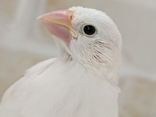 🌟最新画像🌟 かわいい天使さん降臨～👼 白文鳥🐣