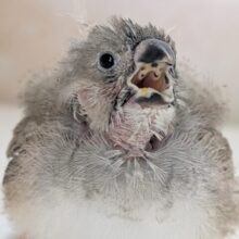 🌟最新画像🌟 かわいい警報発令中～🩷 キンカチョウ🐣