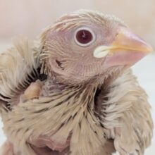 ゴージャス！ゴージャス！✨ シナモン文鳥🐣