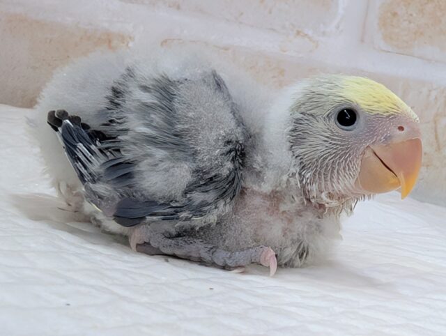 コザクラインコ（小桜インコ）