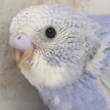 素敵なデープブルー💙 セキセイインコ(ブルースパングル)