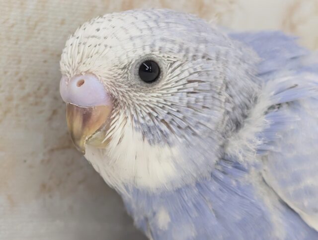 素敵なデープブルー💙 セキセイインコ(ブルースパングル)