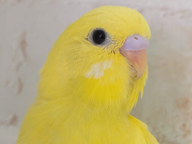 元気いっぱい！まっきっき～🌻 セキセイインコ(黄ダブルファクター)