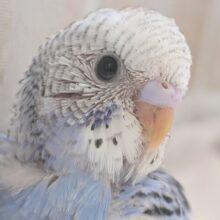 人気も頷けるこの色合い～🌤️ セキセイインコ(ブルーパイド)