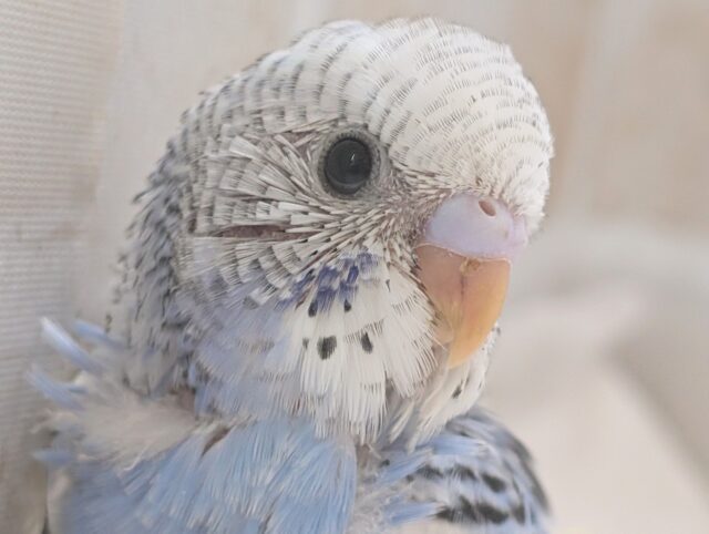 人気も頷けるこの色合い～🌤️ セキセイインコ(ブルーパイド)