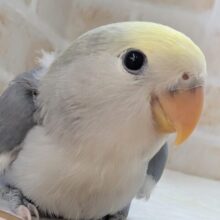 🌟最新画像🌟 魅力たっぷりさん～🫐 コザクラインコ(ブルーパイド)