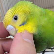 🌟最新画像🌟 かわいい溢れるやんちゃな子～🍀 セキセイインコ(グリーンオパーリン)