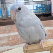 🌟最新画像🌟 この青色がたまらない～🫐 マメルリハインコ(コバルトダイリュート)男の子