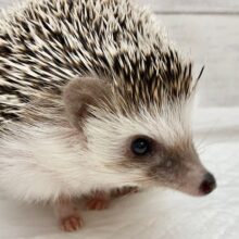 最新画像！ヨツユビハリネズミ（ノーマル）　かわいいお顔の男の子！