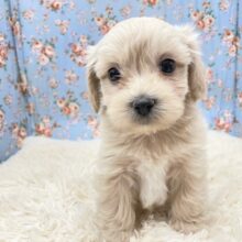 しっぽフリフリ止まりません♪　ハーフ犬（マルチーズ×トイプードル）の男のコ 2024.12/14撮影