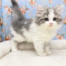 キリっとイケメンなのにスリスリボーイ☆　ハーフ猫（スコティッシュフォールド×ノルウェージャン） 2024.12/18撮影
