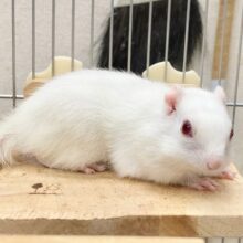 シマリス（アルビノ）　男の子　ちょっとずつ仲良くなってきました！