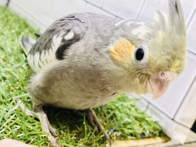 オカメインコ