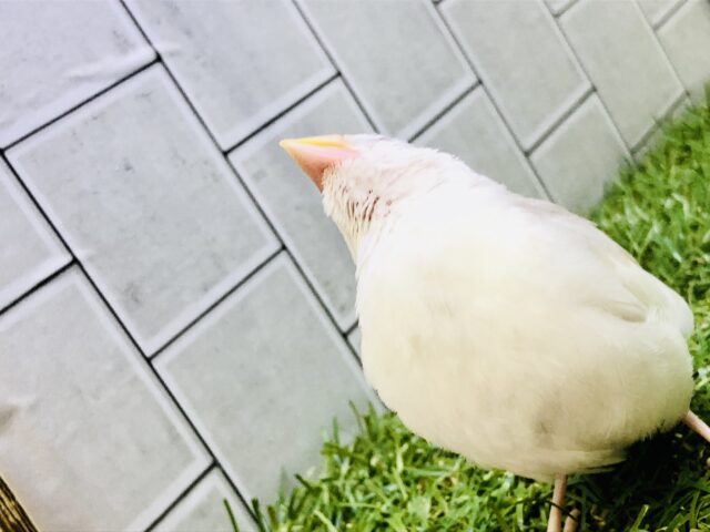 白文鳥