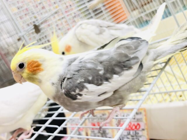 オカメインコ