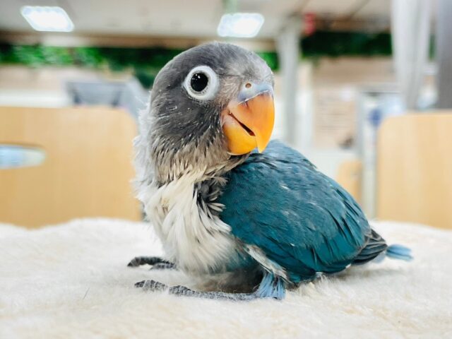 ブルーボタンインコ