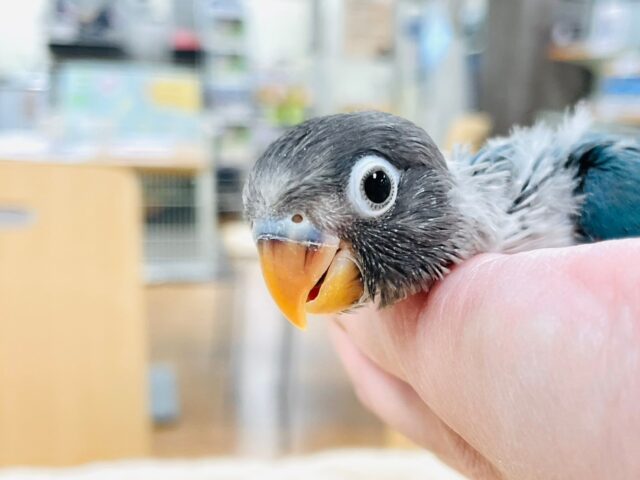 ブルーボタンインコ