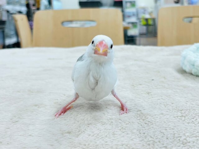 白文鳥