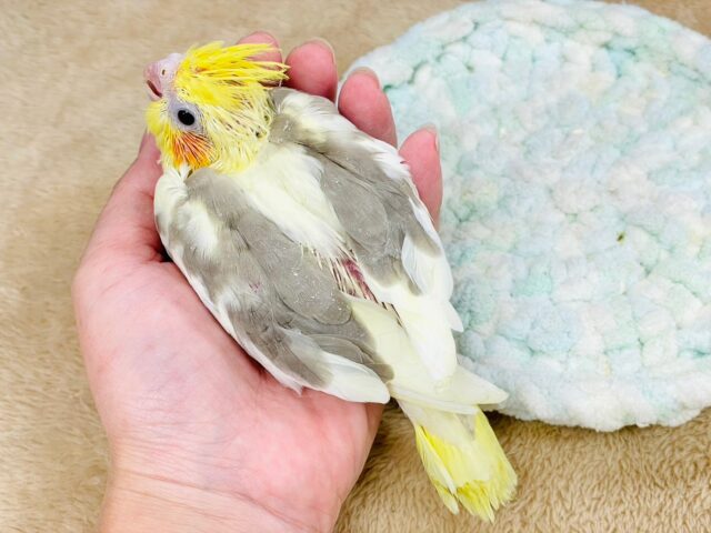 オカメインコ