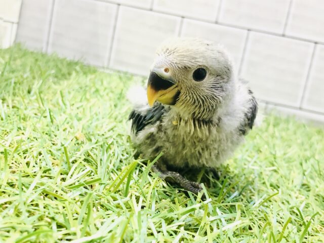 コザクラインコ（小桜インコ）