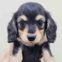 キリリ！！！　きれいなお顔立ちのミニチュアダックス君