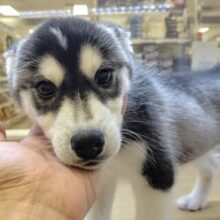 超イケメン🖤シベリアンハスキーくん　最新画像！