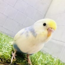 【最新画像更新☆☆】どんな美colorになるかお楽しみ♪♪　セキセイインコ