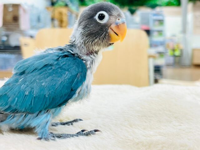 ブルーボタンインコ