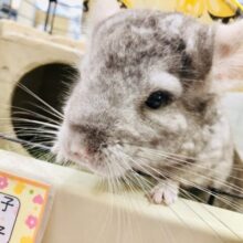 【最新画像更新☆☆】もちもちわらび餅ちゃん　チンチラ