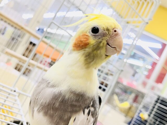 オカメインコ