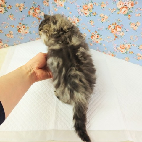 スコティッシュフォールド