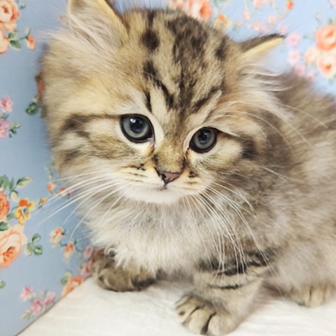 スコティッシュフォールド