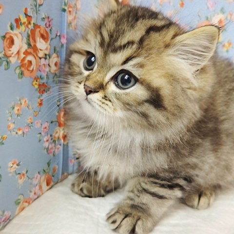 スコティッシュフォールド