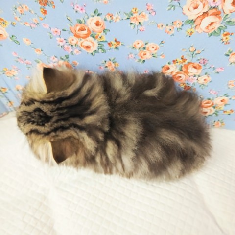 スコティッシュフォールド