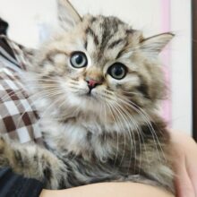 最新画像！スコティッシュフォールド（ブラウンタビー＆ホワイト）男の子♫まんまる〜💕