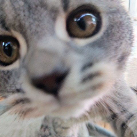 動画あり!最新画像!スコティッシュフォールド(ブルータビー&ホワイト)男の子♫可愛すぎてキュンキュンしちゃうよ💕 スコティッシュフォールド