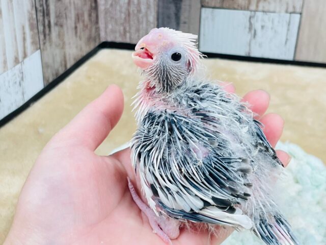 オカメインコ