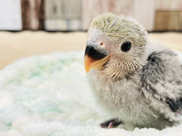 コザクラインコ（小桜インコ）