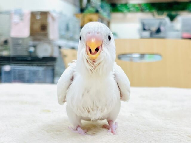 セキセイインコ